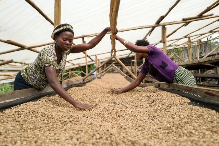 Two women examining coffee beans in a drying bed