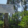 Sign nailed to a tree that says Kayon Mountain Coffee Farm Sawana Site Block 1