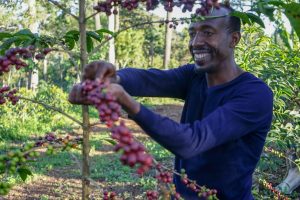 Man showing off coffee cherries on a plant