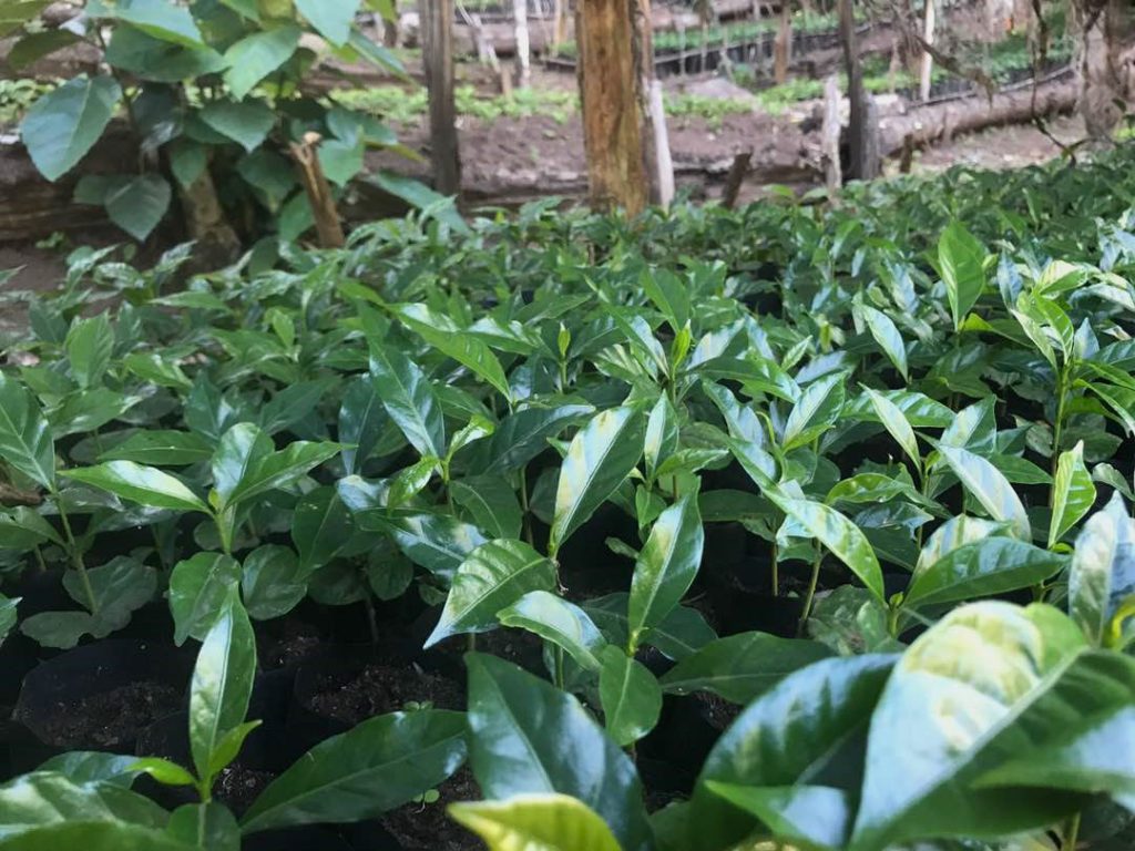 kayon mountain coffee plants seedlings