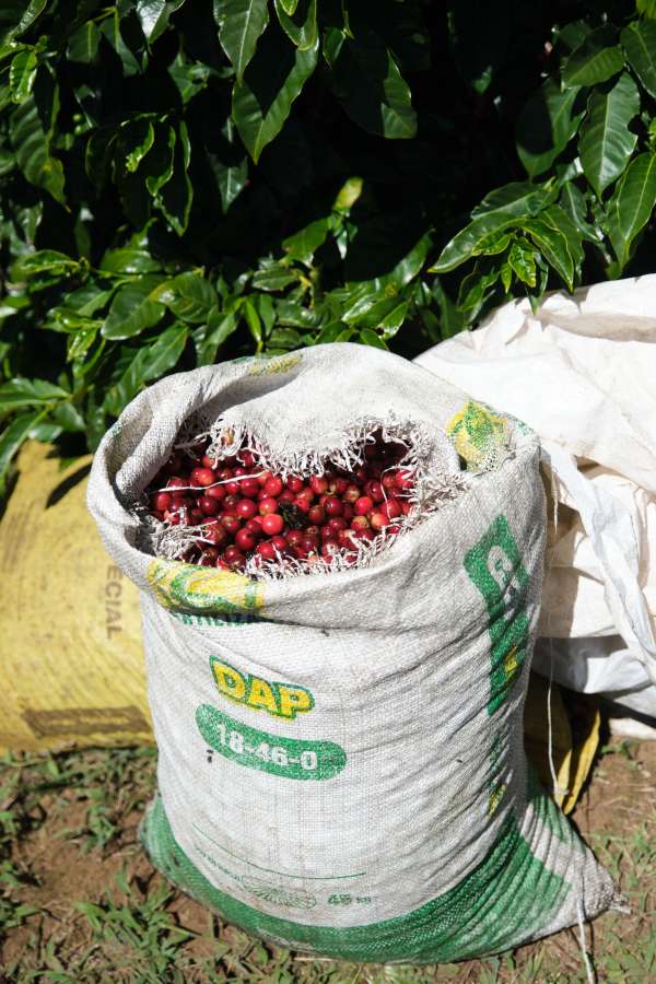 Sack filled with coffee cherries