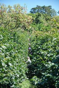 Women harvesting coffee cherries