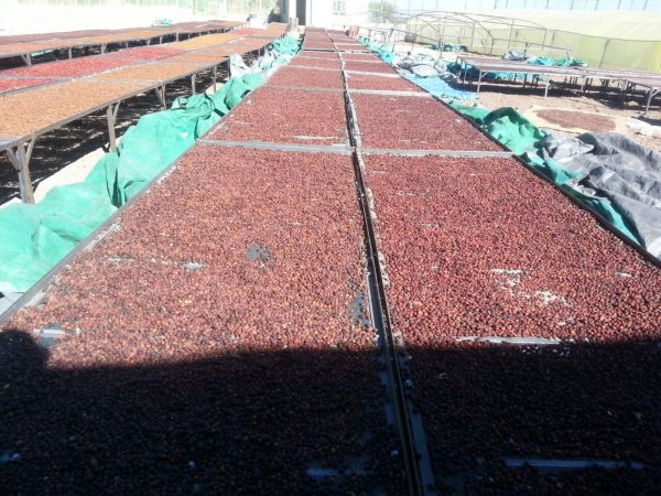 Coffee cherry drying beds