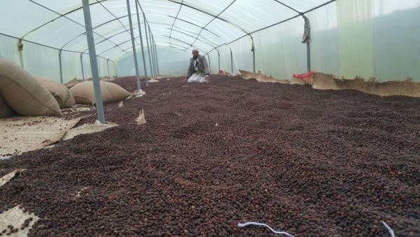 Drying coffee beans in Yemen