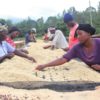 Workers sorting dried coffee beans in Kenya