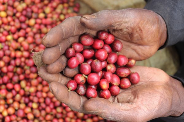 hands holding coffee cherries over a pile of more coffee cherries
