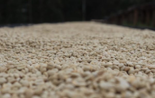 Dried Kenya coffee beans