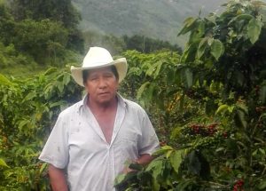 Man standing among coffee plants