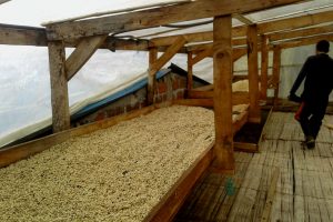 Coffee bean drying beds