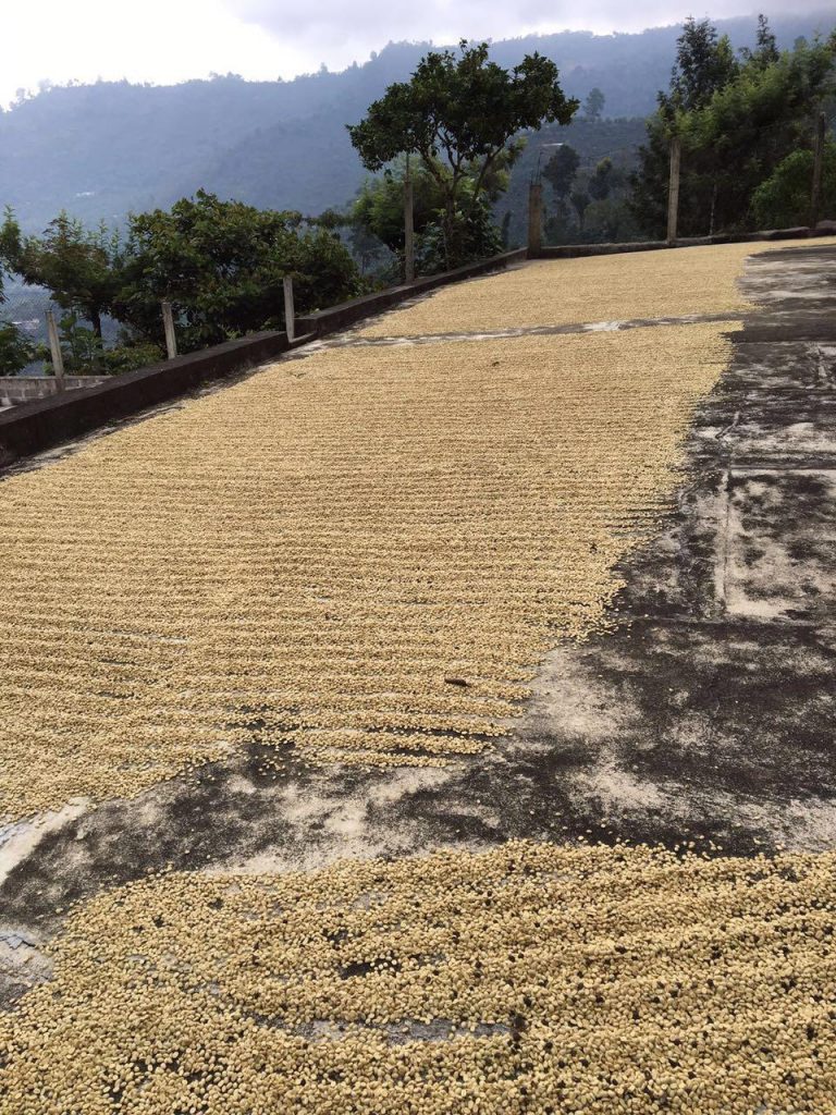 Large concrete area filled with coffee beans drying