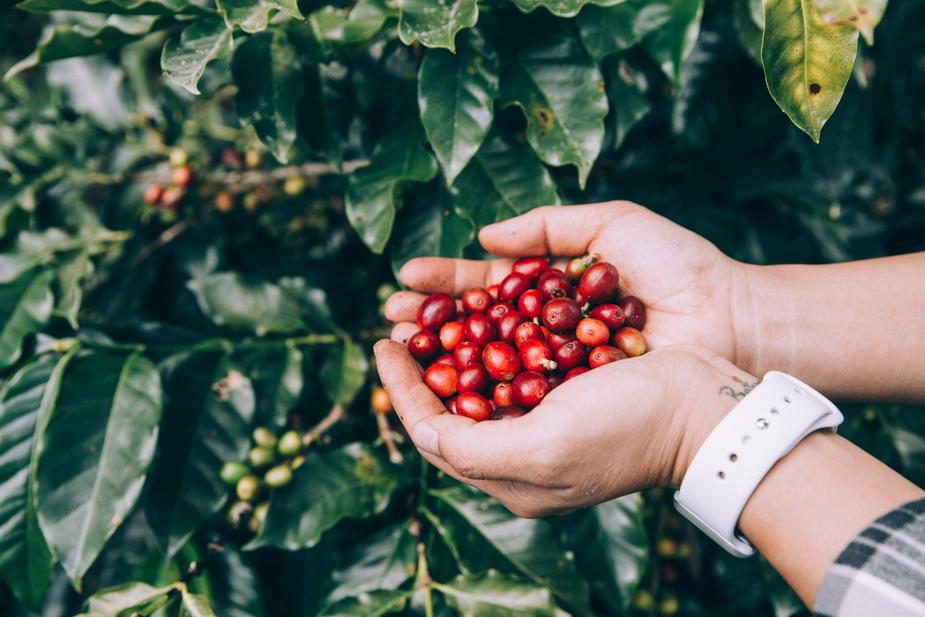 Hands holding coffee cherries