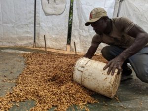 haitian blue coffee drying