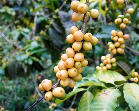 popayan coffee cherries