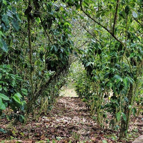 Hacienda Las Nubes coffee plants