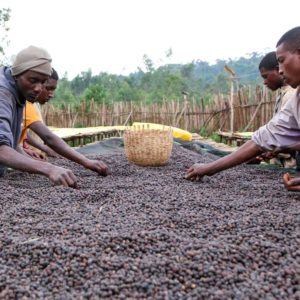 konga coffee sorters