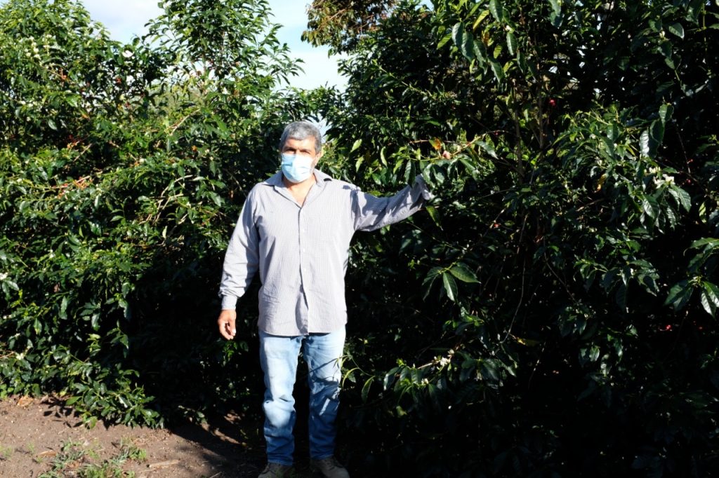 Man standing among coffee plants