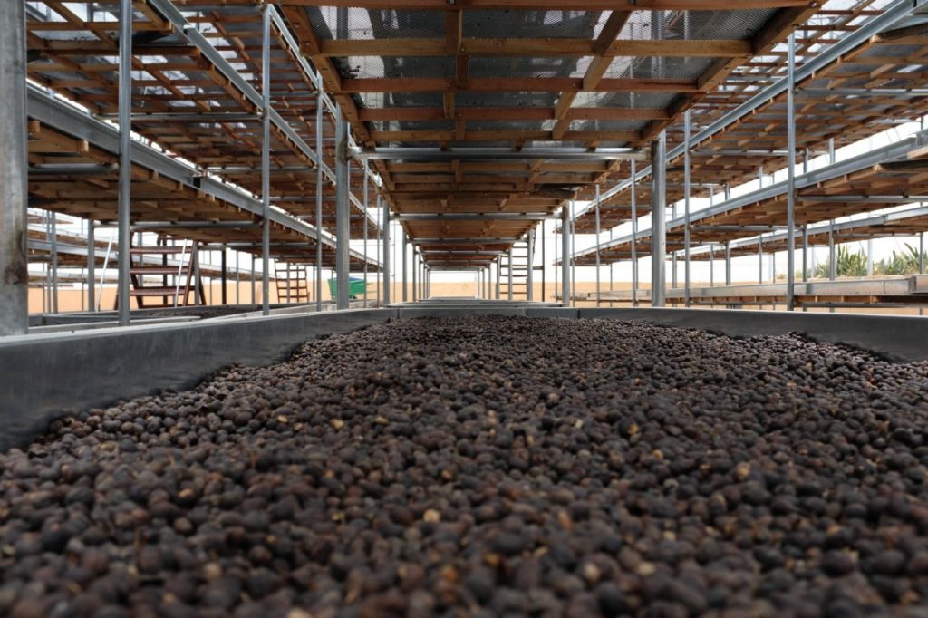 Tables of drying coffee bean