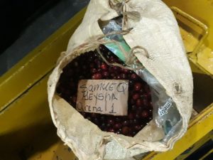 sack showing coffee beans inside