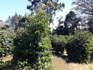 Field of coffee plants