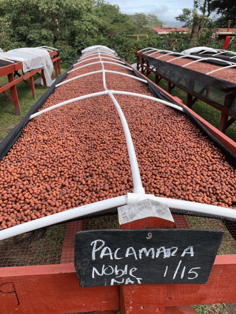 Tables filled with drying coffee cherries