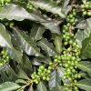 Panama premium Boquete leaves with green coffee cherries