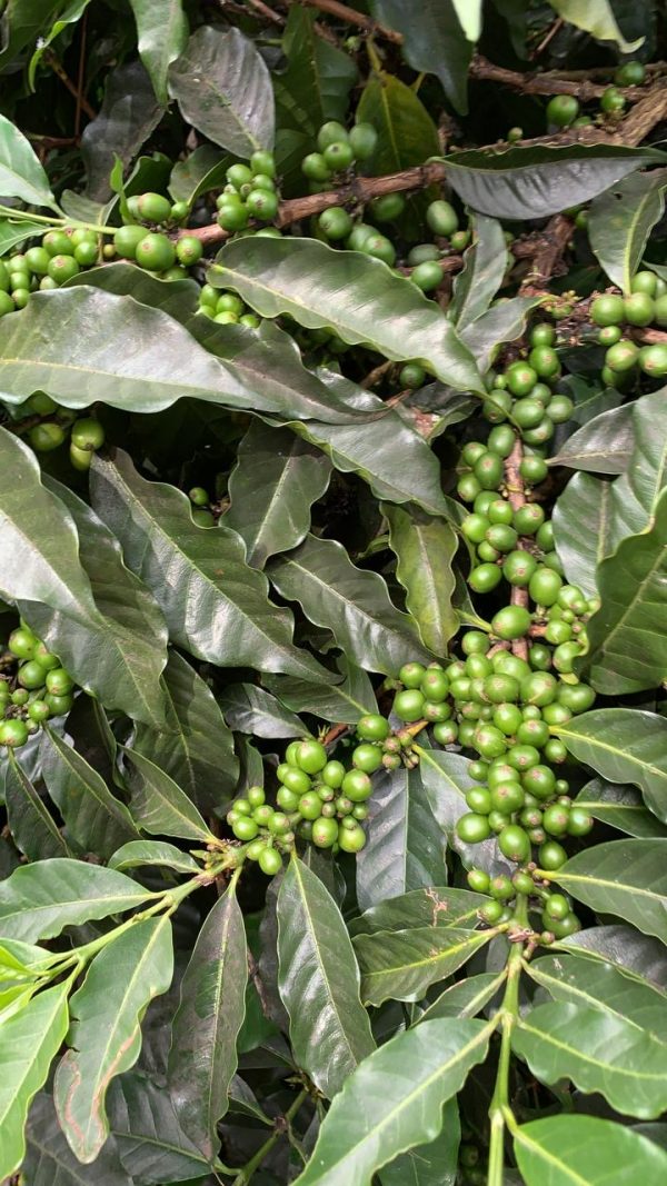 Panama premium Boquete leaves with green coffee cherries