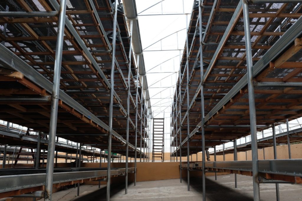 Large shelving tables for drying coffee