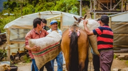 Men loading large sack of coffee beans onto a horse