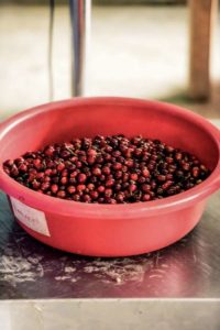 manos juntas bowl of cherries