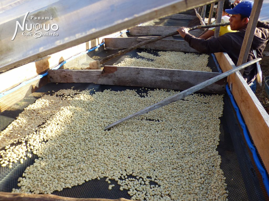 Worker checking table filled with drying coffee beans