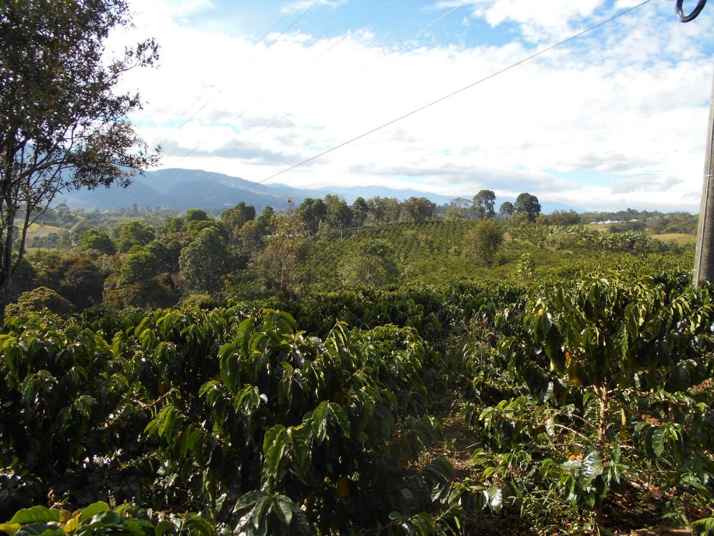 Landscape showing coffee field
