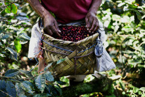 Worker outdoors with a basket full of coffee cherries