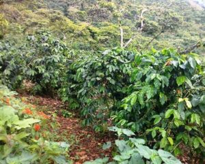 new guinea coffee plants