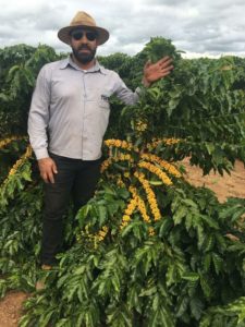Man standing with coffee plant