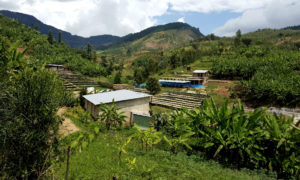 View of Rwandan coffee farm