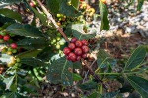 Tanzania coffee cherries