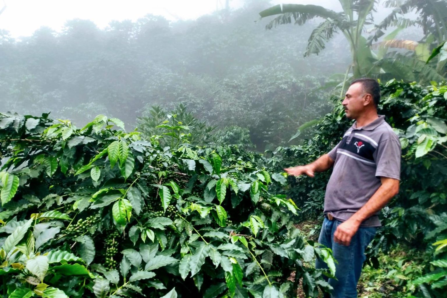 Mexican Grupo Terruño Nayarita Afrutada Reserva Natural | Burman Coffee