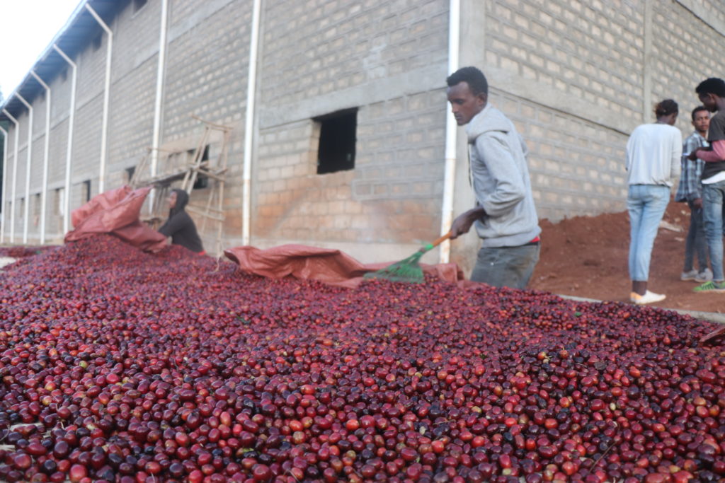 Worker raking out coffee cherries to dry