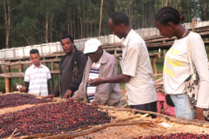 Workers showing people coffee cherries on drying beds