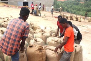 Workers tying burlap sacks of coffee beans