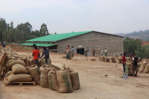 Asikana estate with workers and many large burlap sacks of coffee beans