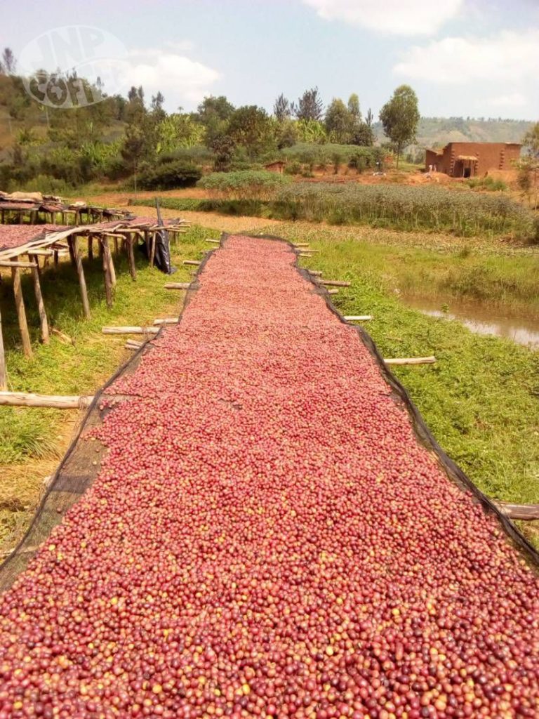 Cofee cherries on a large Bavyeyi drying bed