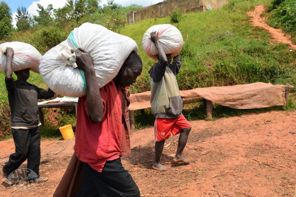 Workers carrying Burundi coffee bags on their shoulders