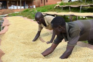 Workers sorting coffee beans on long tables in Burundi