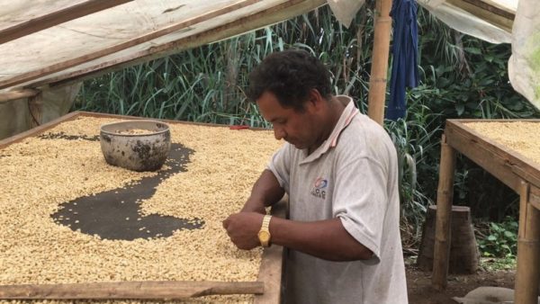 Man sorting coffee beans on drying table in Ecuador
