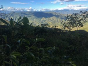 Coffee estate in Ecuador with mountains in the background