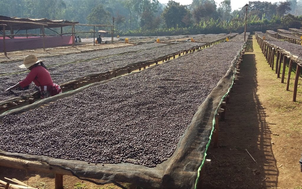 Dumerso drying beds filled with coffee beans