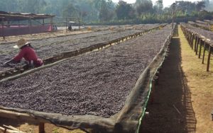 Dumerso drying beds filled with coffee beans