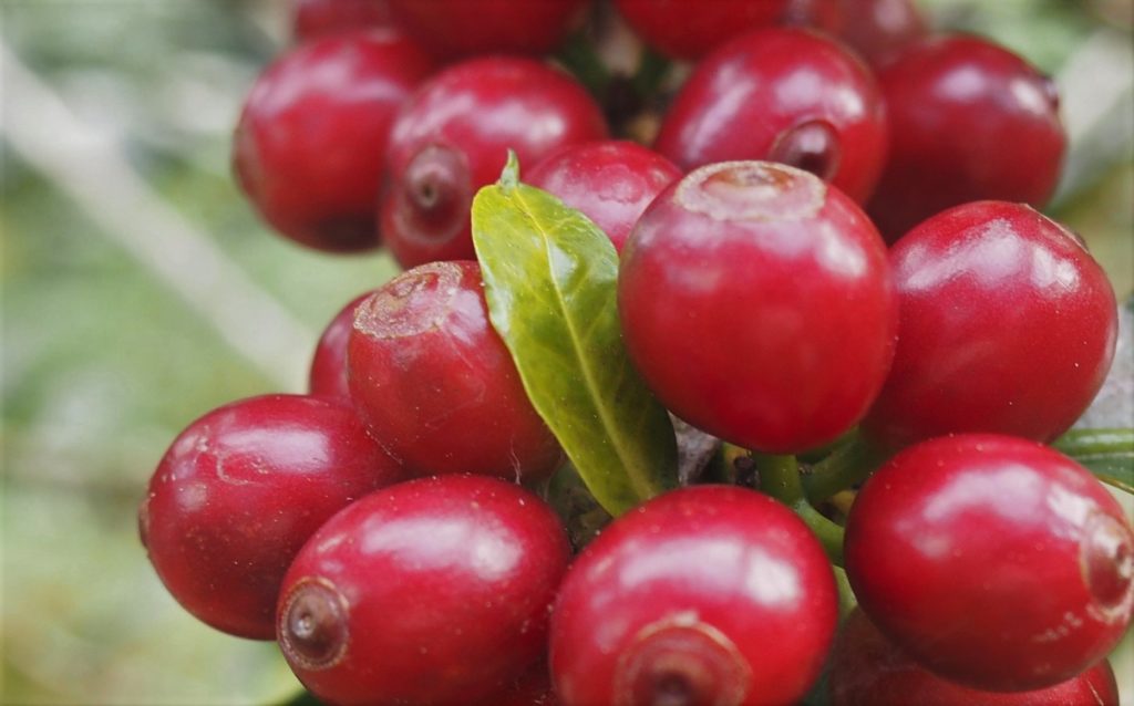 Close up image of Ethiopia coffee cherries
