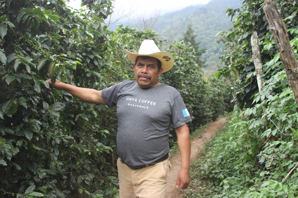 Man standing in rows of coffee plants in Guatamala